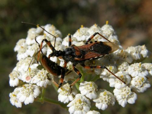 Rhynocoris sp.