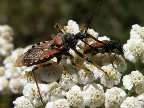 Réf. 72 963 : Rhynocoris sp.