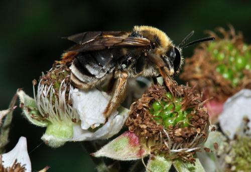 Eucera sp.