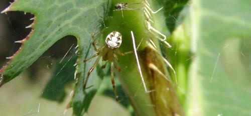 Phylloneta sp.