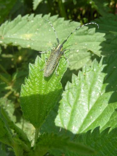 Agapanthia villosoviridescens