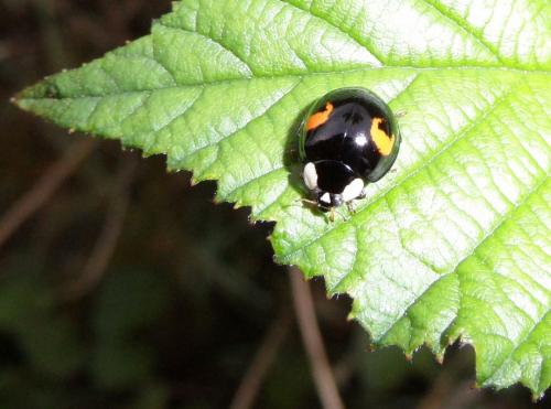 Réf. 72 638 : Harmonia axyridis