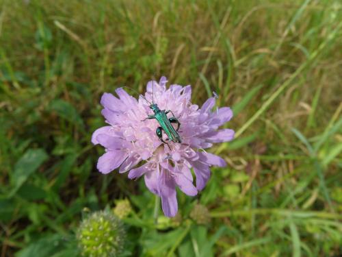 Oedemera nobilis