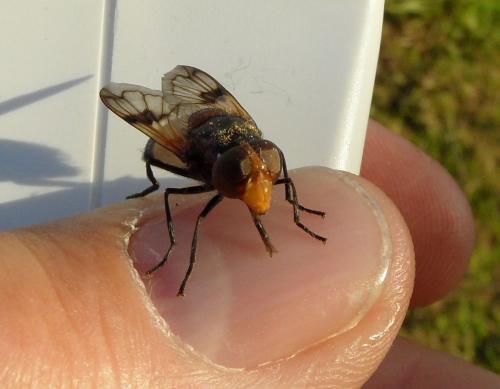Volucella pellucens