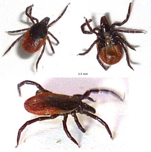 Réf. 72 017 : Ixodes ricinus