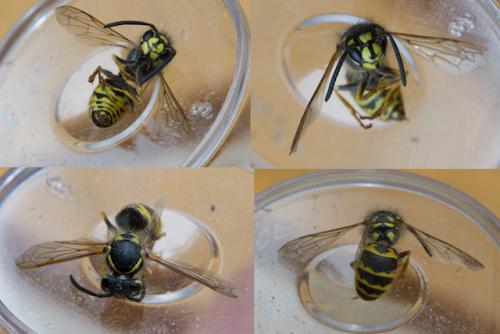 Vespula vulgaris