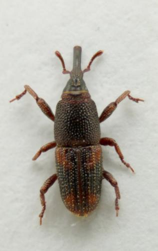 Sitophilus zeamais
