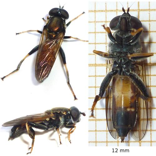 Xylota segnis