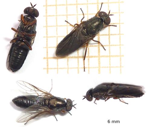 Scenopinus fenestralis