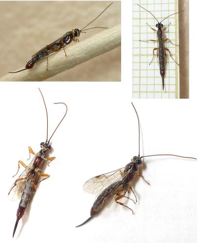 Réf. 72 629 : Clistopyga incitator