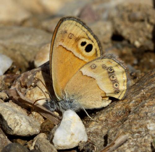 Coenonympha saadi