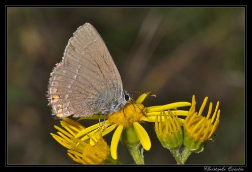 Réf. 72 004 : Satyrium acaciae