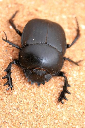 Réf. 72 435 : Scarabaeus sacer