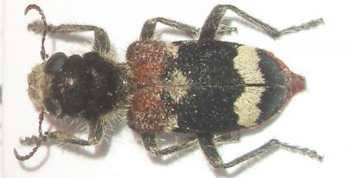 Réf. 72 389 : Clerus mutillarius