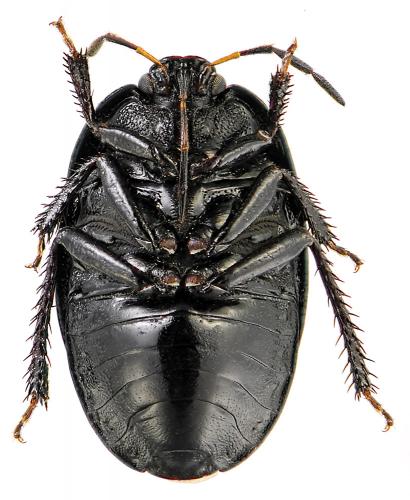 Sehirus luctuosus