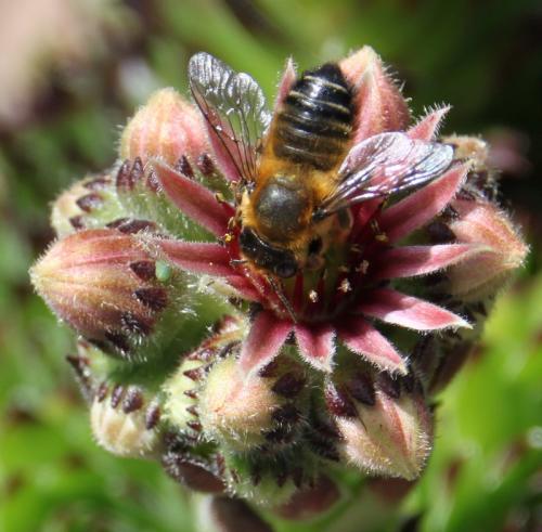 Megachile sp.