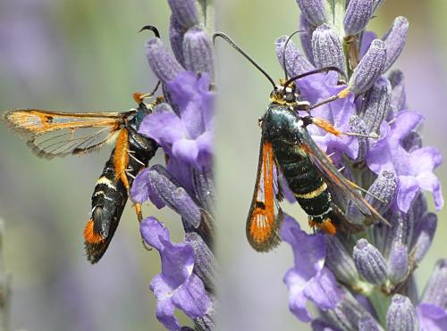 Réf. 72 970 : Pyropteron chrysidiformis