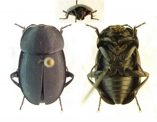 Silpha sp.