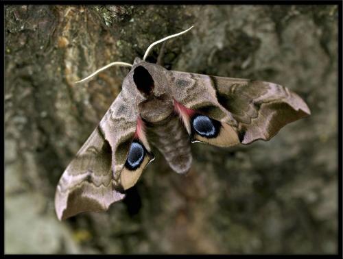 Réf. 72 497 : Smerinthus ocellata