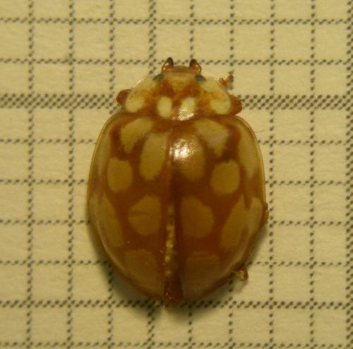 Sospita vigintiguttata