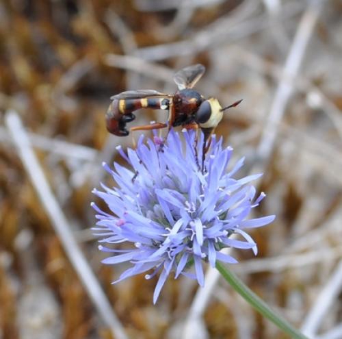 Physocephala sp.