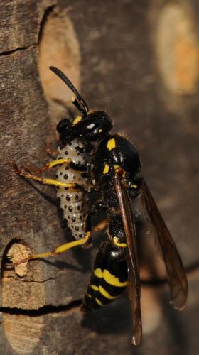 Réf. 72 611 : Symmorphus murarius