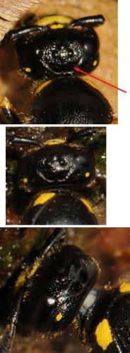 Réf. 72 610 : Symmorphus murarius