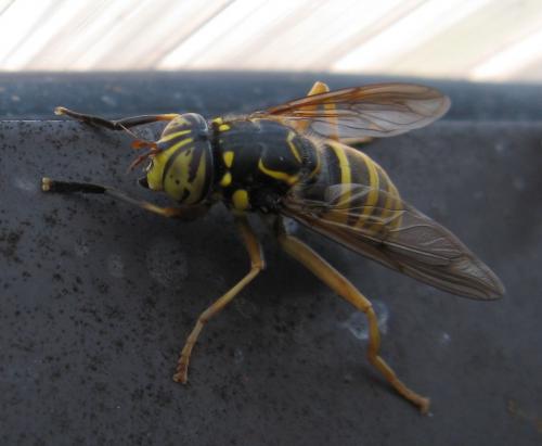 Spilomyia manicata