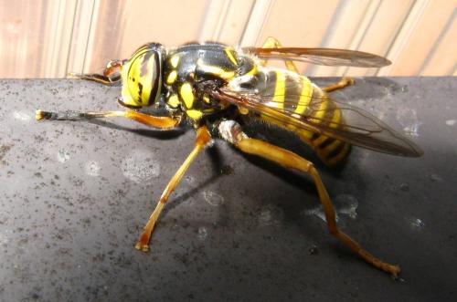 Spilomyia manicata