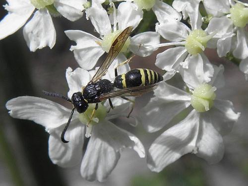 Symmorphus sp.