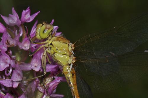 Sympetrum meridionale