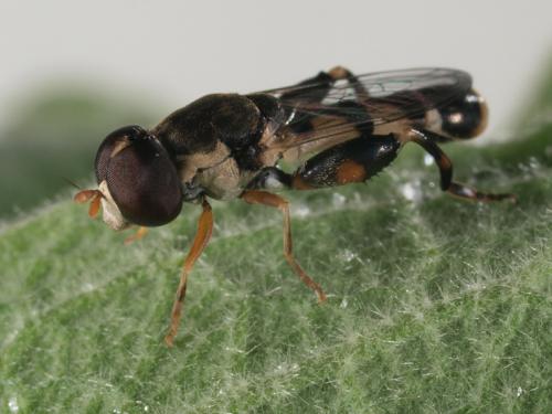 Réf. 72 475 : Syritta pipiens