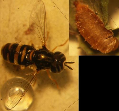 Réf. 72 032 : Paragus quadrifasciatus