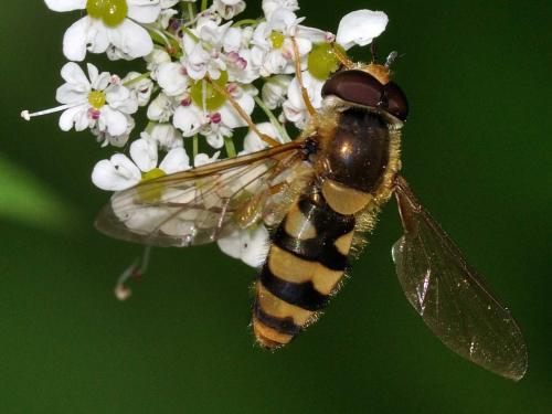 Réf. 72 795 : Epistrophe diaphana