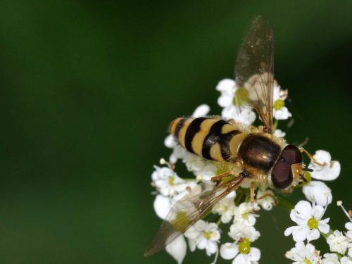 Réf. 72 796 : Epistrophe diaphana