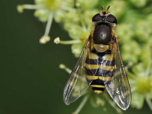 Réf. 72 489 : Syrphus sp.