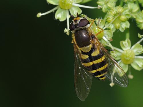 Syrphus ribesii