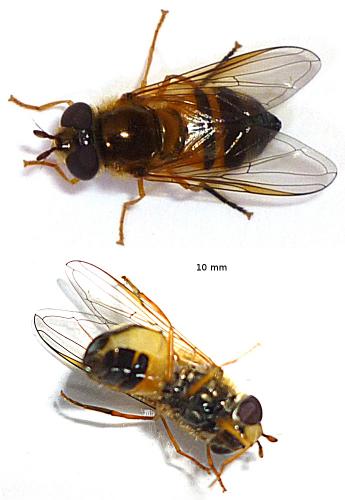 Réf. 72 470 : Epistrophe eligans
