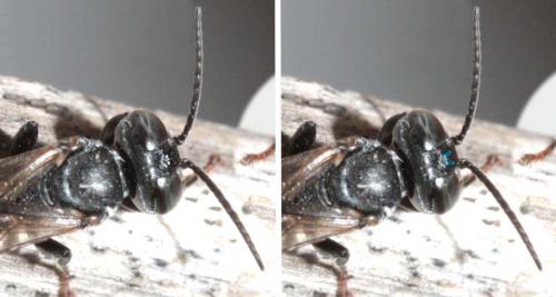 Réf. 72 220 : Tachysphex tarsinus