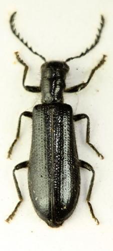 Tillus elongatus