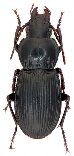 Réf. 72 953 : Pterostichus melas italicus