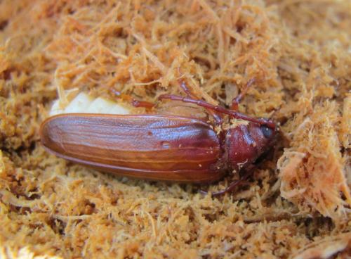 Réf. 72 322 : Tragosoma depsarium