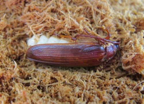 Tragosoma depsarium
