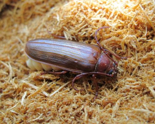 Réf. 72 323 : Tragosoma depsarium