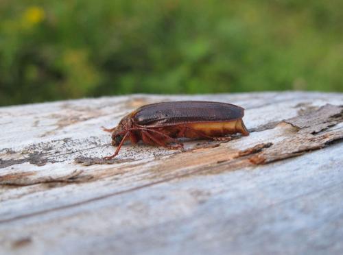 Tragosoma depsarium