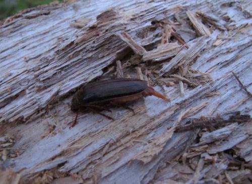 Tragosoma depsarium