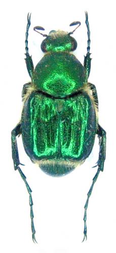 Trichiotinus lunulatus
