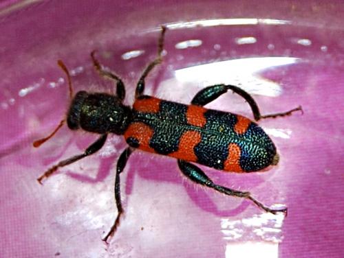 Réf. 72 669 : Trichodes leucopsideus