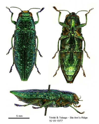 Lampetis sp.