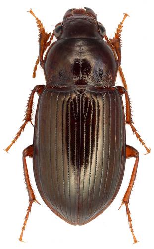 Amara majuscula